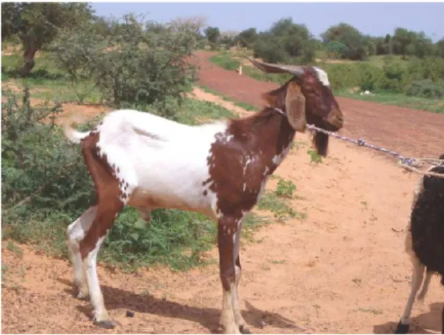 Figure 4  : Chèvre du Sahel Burkinabé 