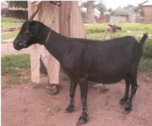 Figure 5 : Chèvre Mossi du Burkina 