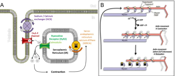 Figure I.3.2.3: The Ca 2+  cycle in the cardiomyocytes during cardiac action potential