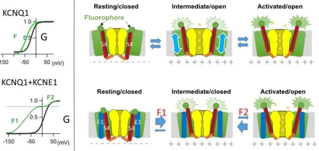 Figure I.4.2.4: Macroscopic properties of K V 7.1 channel in the absence and the presence of KCNE1