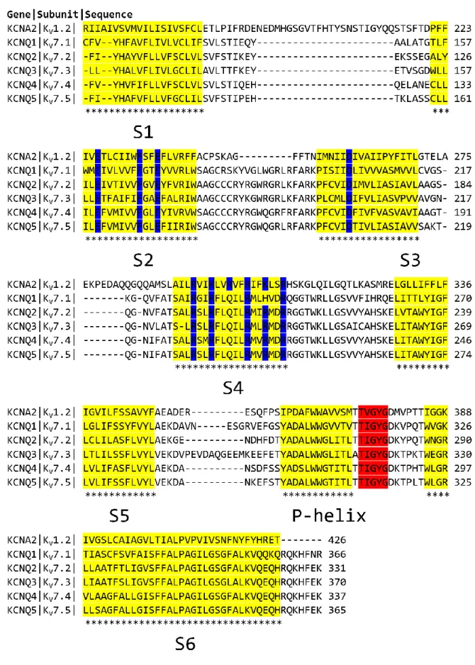 Figure II.1.3.1 : Edited sequence alignment of the K V 1.2 channel and the K V 7 subunit family