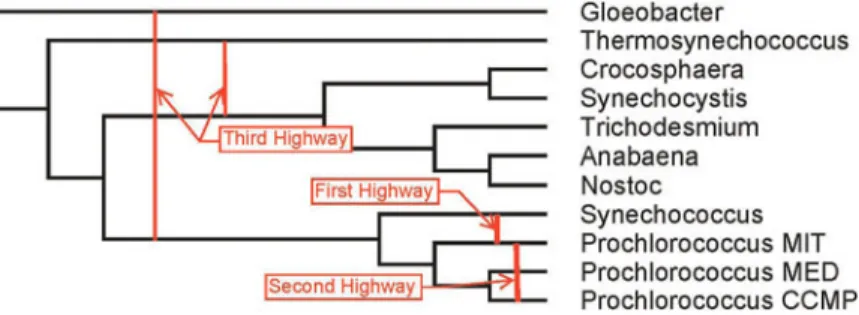 FIG. 8. The 16SrRNA tree on the 11 cyanobacterial species, with  de-tected highways marked.