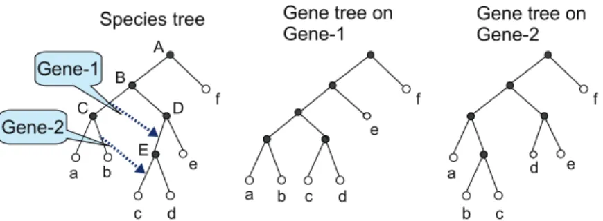 FIG. 2. The tree on the left is a species tree showing the evolutionary history of a set of six species