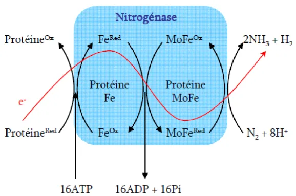 Figure 5 : Mécanisme moléculaire de réduction de N 2  en NH 3  par la Nitrogénase (Vernier, 2008) 