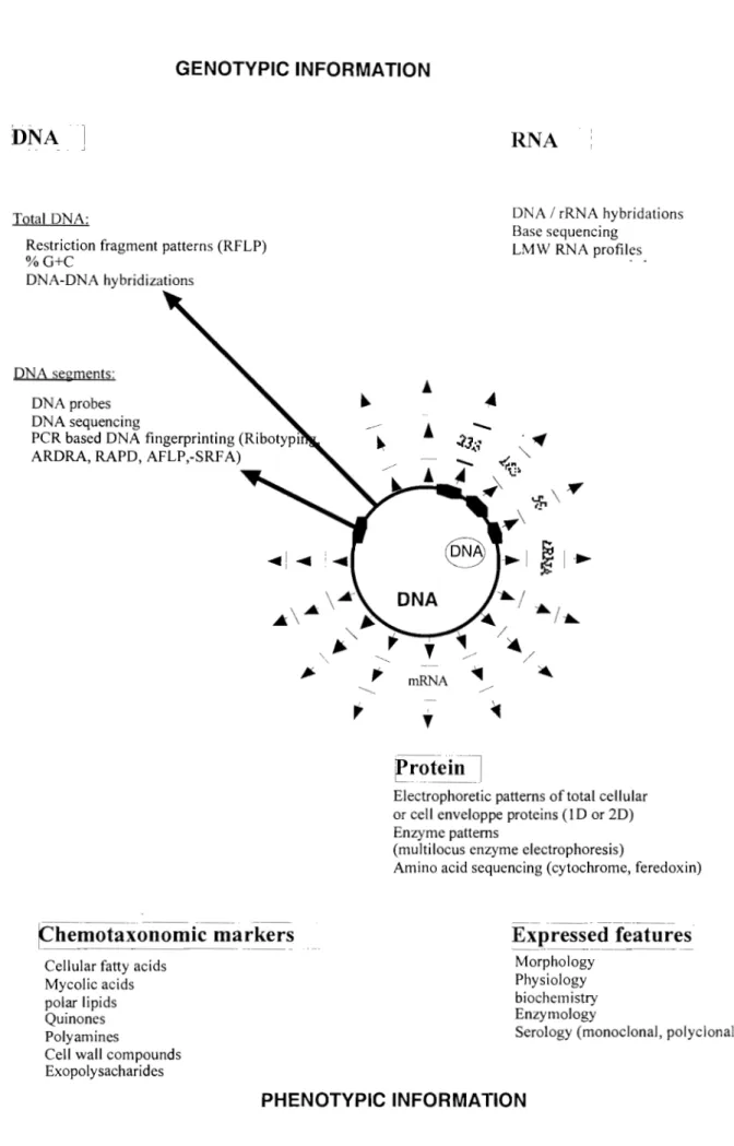 Figure  1:  Données phénotypiques et génotypiques utiisées pour l'identification  et la classification des bactéries (Vandamme et al