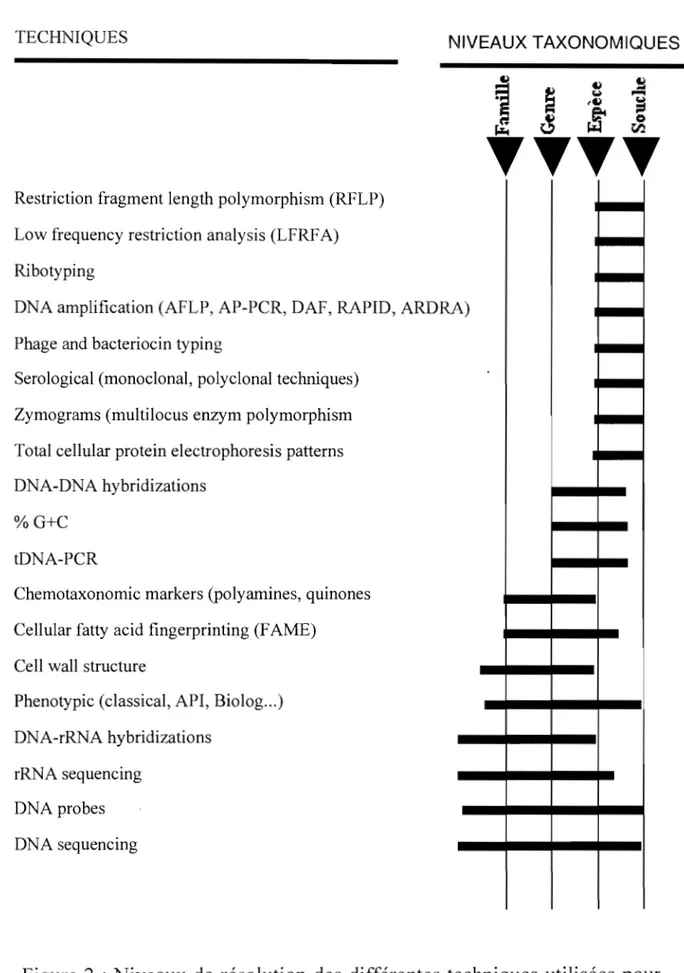 Figure  2  : Niveaux  de  résolution  des  différentes  techniques  utilisées  pour  la caractérisation des bactéries (Vandamme  et al