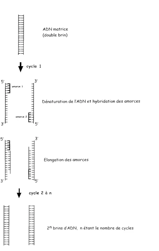 Figure 4  : Principe de  l'amplification de  l'ADN par la réaction de  polymérase  en chaîne (PCR) 
