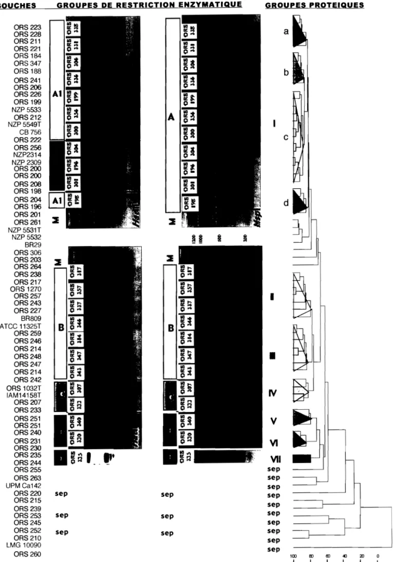 Figure 8:  Dendrogramme montrant les groupes phylogénétiques obtenus par analyse des protéines totales  bactériennes  en comparaison  avec  les  groupes de  restriction enzymatique (PCR-RFLP) de l'ADN 16S