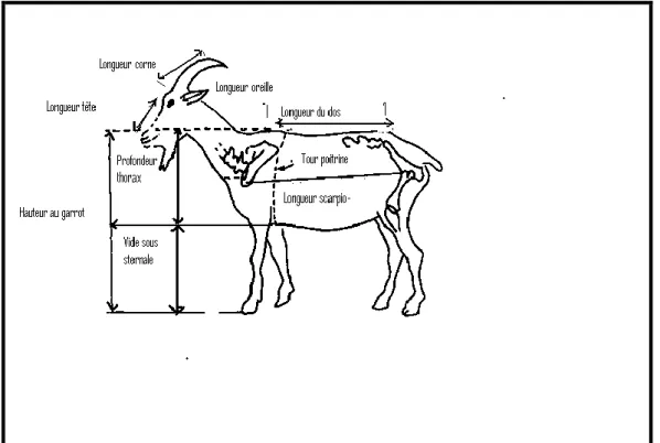 Figure  14:  Positions  des  différentes  dimensions  mesurées  sur  le  corps  de  la  chèvre    (Source : Chatelain, 1987)