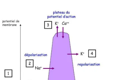 Figure B-12 : Evolution du potentiel de membrane d’un myocyte pendant une contraction [d’après 285]