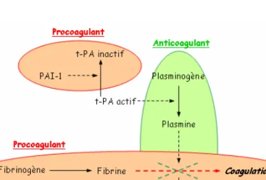 Figure B-16 : Cascade de réactions aboutissant à la coagulation. Mise en évidence des composés à tendance  procoagulante et anticoagulante [d’après 160, 213, 363]
