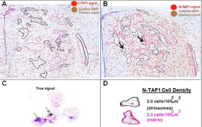 Figure 2.3 N-TAF1 and C-TAF1 are abundantly expressed in both the striosomes and  matrix of the striatum