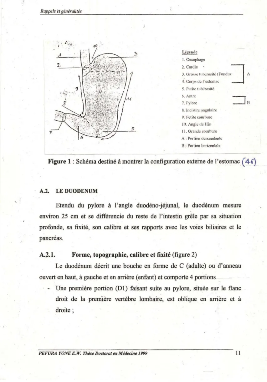 Figure 1 : Schéma destiné à montrer la configuration externe de l'estomac  (4') 