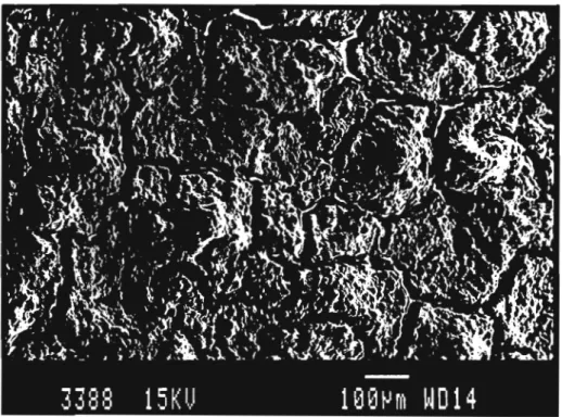 figure 2.5: Couche de CdTe mal séchée