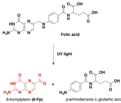 Figure 6: Formation of 6-Fp MR1 ligand from photodegradation of folic acid 26