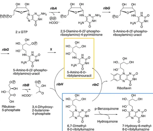 Figure 7: Riboflavin and ribityllumazine biosynthesis pathways 27