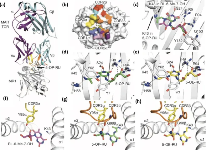 Figure 11: Structural basis of MR1-binding and TCR recognition of MAIT cell vitamin B2-derivative antigens