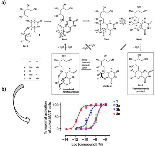 Figure 15: Analytical study and biological evaluation of 3a-c; a) Study of the mechanisms of antigenic  pyrimidine adducts synthesis in water or DMSO; b) biological evaluation of 3a-c (on Jurkat.MAIT cell line) 58
