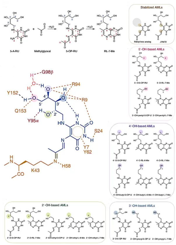 Figure 18: Chemical structure of the different AMLs 60   