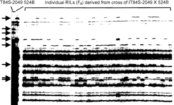 Fig. 1. AFLP fingerprint of parental  line  IT848-2049 and  5248  and  37  RILs  using the primer combination  E-ACAlM-CA  1
