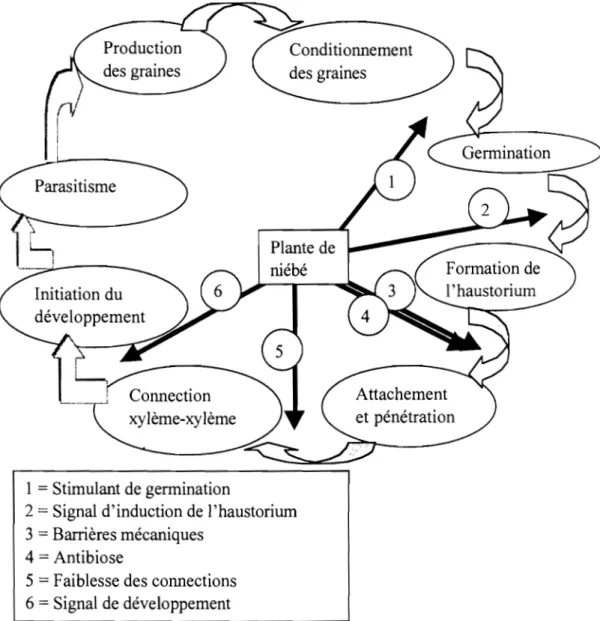Figure  1:  Cycle  de  vie  du  Striga  et stades  et  mécanismes  potentiels  de  résistance  de  l'hôte 