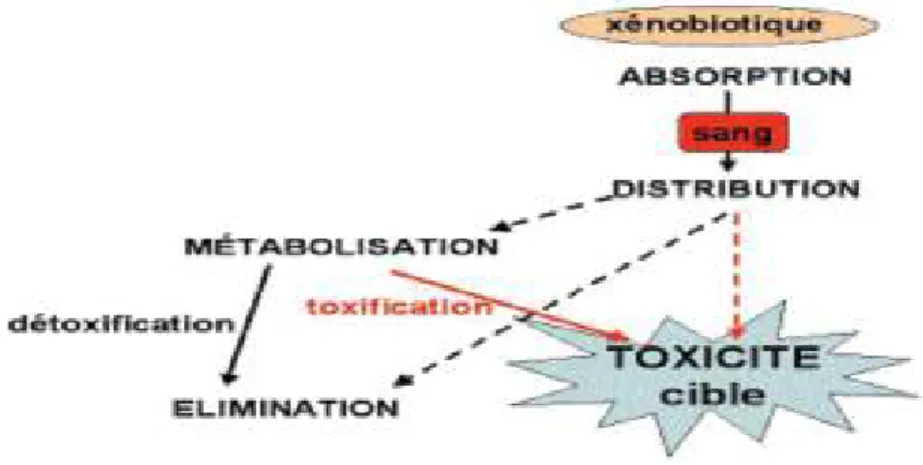 Figure 2: Mécanisme d’action des xénobiotiques 