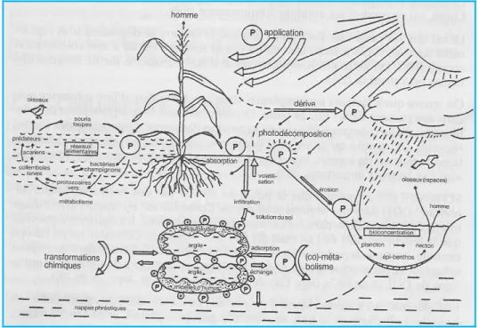 Figure 3: Diffusion, accumulation, fixation, transport et dégradation des pesticides dans l’air, le sol et l’eau  