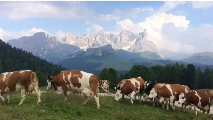 Figure 2. Dairy cattle grazing in Alpine pastures in the Dolomites, province of Trento, Italian  Alps (source: own photo, 2019).