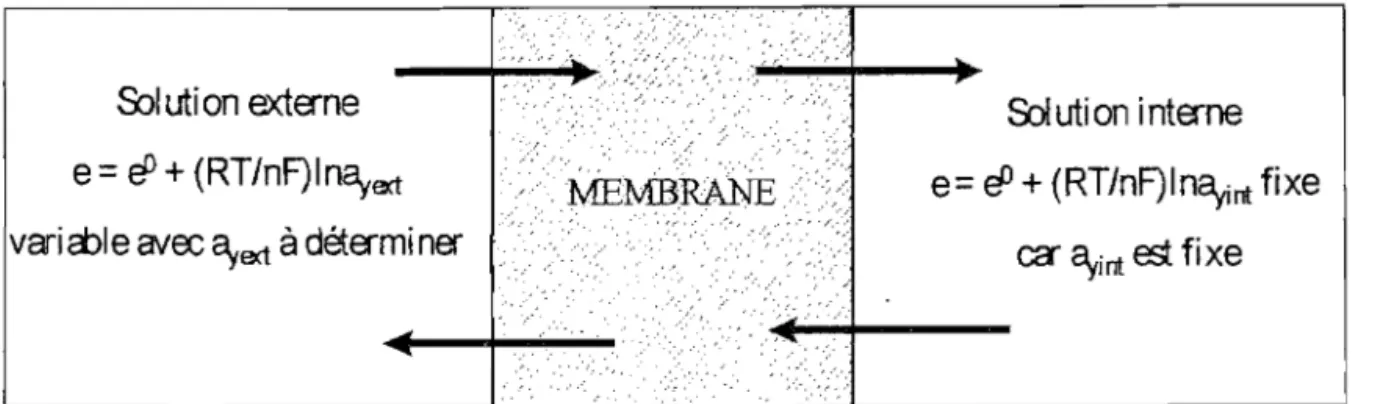Figure  15:  Echange  à  chaque  intetface  de  la  membrane  entre  les  ions mobiles  Y de la sutface  et  les ions  Y de  la  solution  [43)