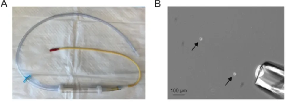 Figure 1. Single cell isolation. (A) An assembled microaspirator. (B) A 10X field showing dissociated cells (arrows) and microaspirator needle (lower right corner)