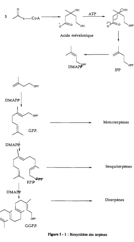 Figure 1 - 1 : Biosynthèse des terpènes