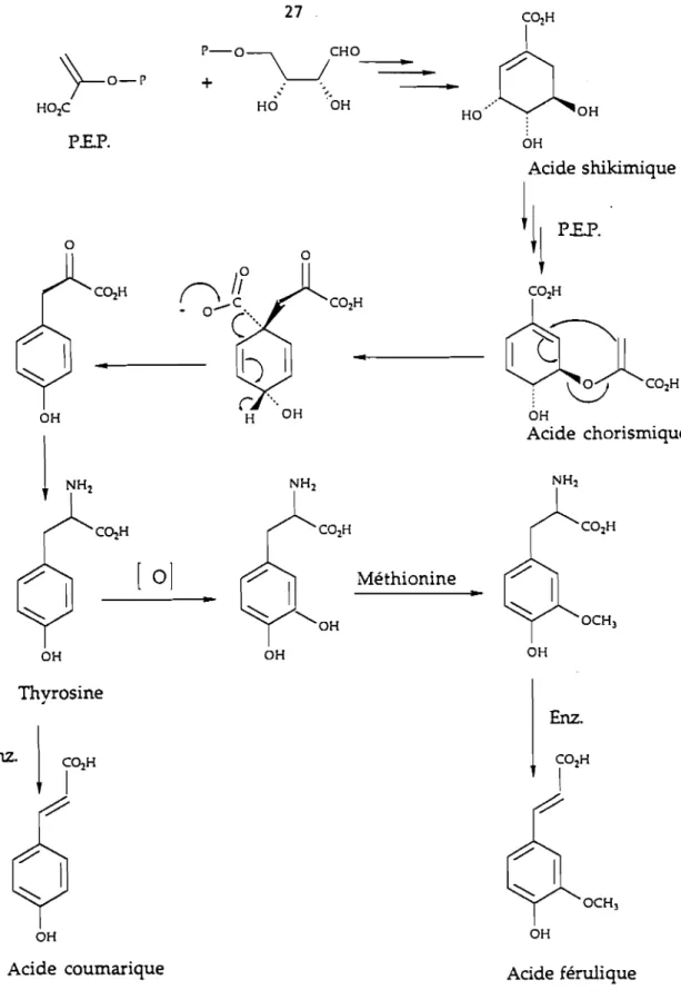 FIgUre 1 - 3 : Biosynthèse des phénylpropanes