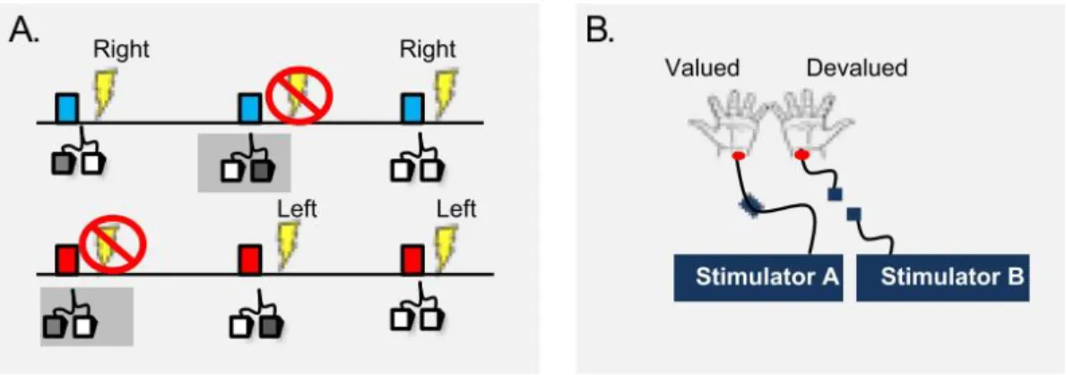 Figure 3. Goal devaluation procedure to test if OCD patients have a bias toward habits