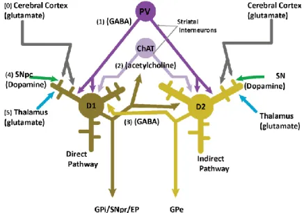 Figure 11. Organization of synaptic afferences on a medium spiny neuron. Figure modified from (Gerfen &amp; Bolam,  2010) 