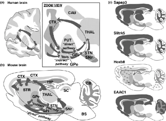Figure  17.  Role  of  the  CSTC  circuitry  in  obsessive–compulsive  disorder  in  humans  and  compulsive–repetitive  behaviors in mice