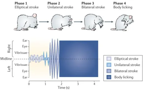 Figure 19. Rodent self-grooming syntactic chain. In mice it represents an important load of time spent exclusively on  this activity(Spruijt et al., 1992)