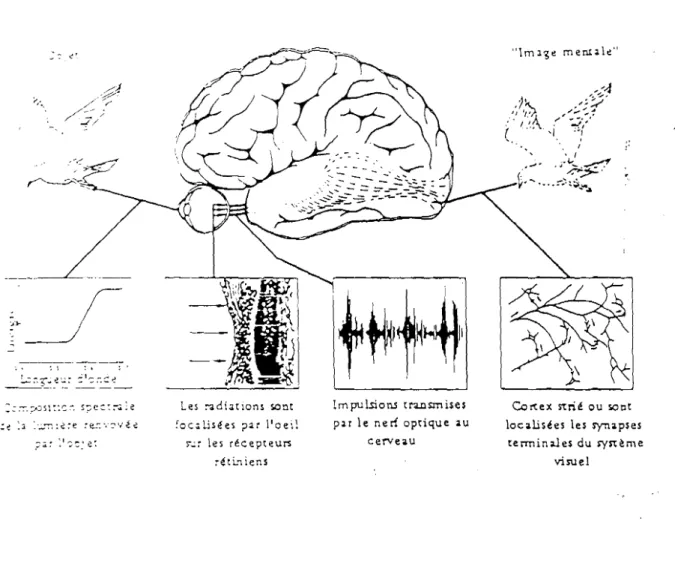 FIGURE 1 Les étapes du processus visuel d'après SHEPPARD (lOS) ;&gt;J ; - ,--;~\ --, -