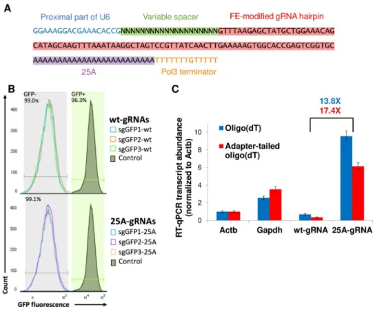 Fig 1. Polyadenylated guide RNAs retain activity and are robustly detectable in dT-primed reverse transcription.