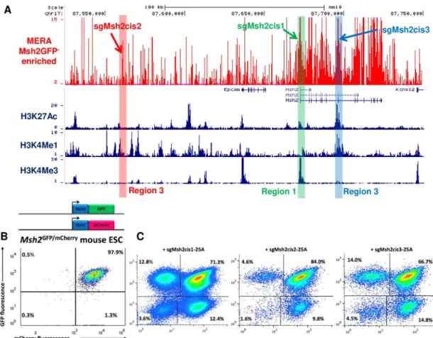 Fig 2. Mutations at Msh2 regulatory regions infrequently induce biallelic loss of expression
