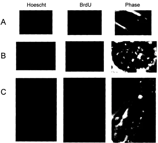 Figure 6.  Examples  of asymmetric  binucleates  seen  in the label  release  assay.