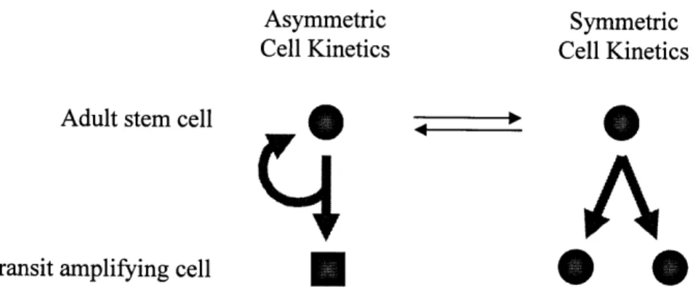 Figure  1.  Stem cell division kinetics.