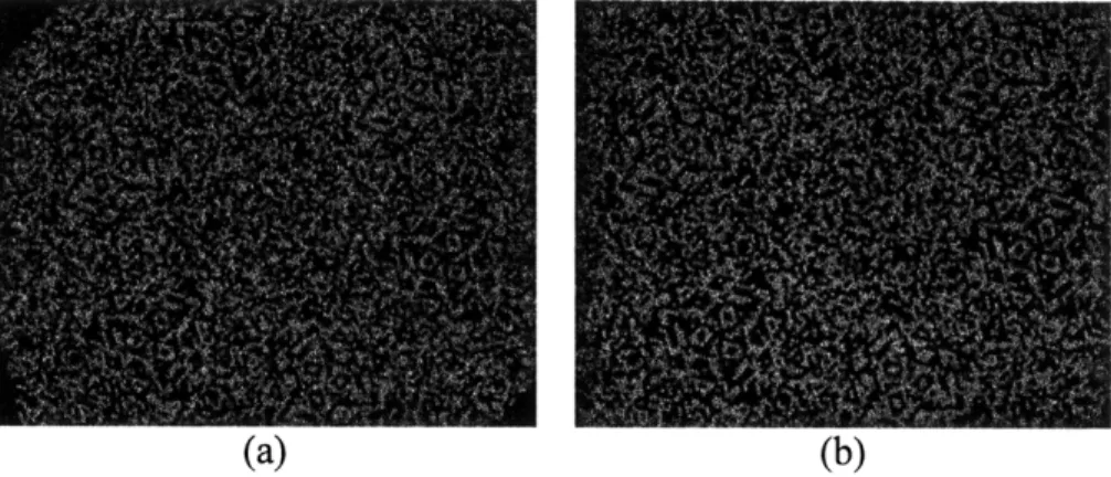Figure  20.  Magnified  50%  fill factor  mask shadow  from the  a) far  sequence and  b)  the near  sequence.