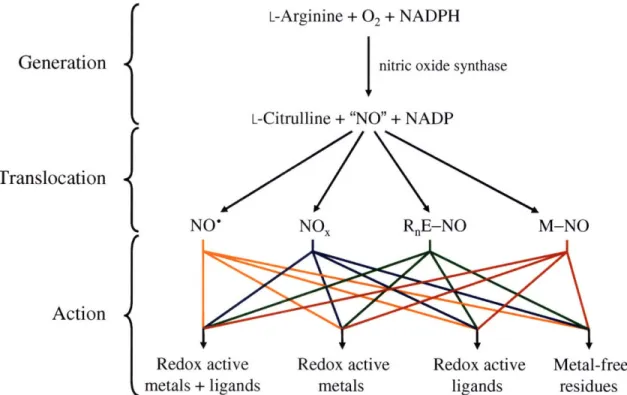 Figure 1.1.  Stages  of NO  in vivo.