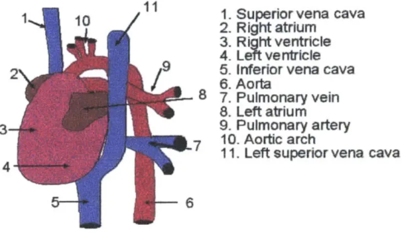 Figure 8.1  :  Gross anatomy of the mouse  heart and its principal arteries and veins.