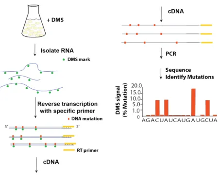 Figure 2-1: Experimental Approach for Probing RNA Structure in vivo