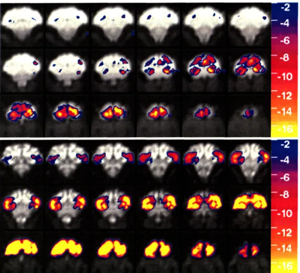 Fig.  2.5  Representative  (average)  functional  brain  maps  obtained  in an  awake,  behaving  primate  (M-A) during  single  4.5  minute runs  using either  BOLD  (top)  or MION  (bottom)  contrast