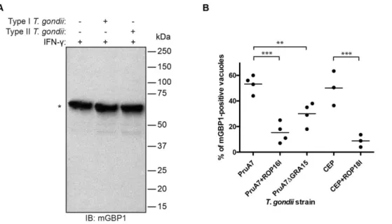 Figure 2. T. gondii cannot degrade mGBP1 but parasitic virulence factors interfere with recruitment of mGBP1
