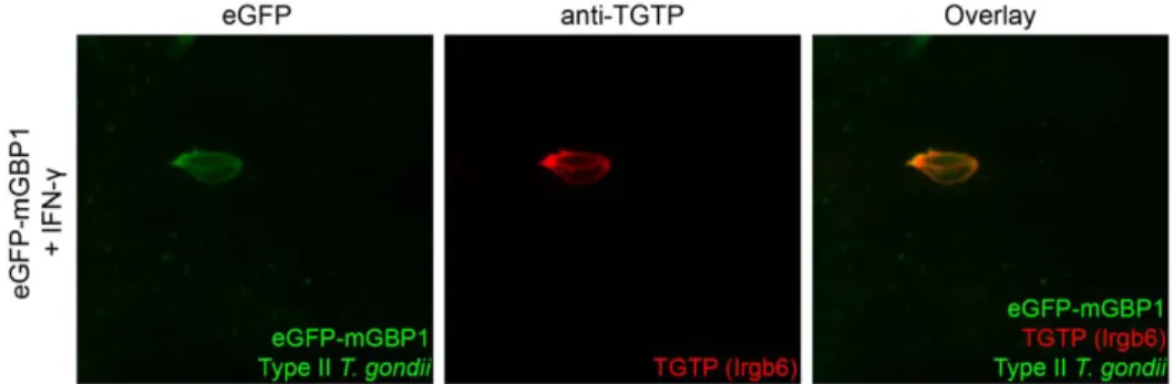 Figure 5. mGBP1 co-localizes with TGTP after infection with T. gondii . Confocal pictures show that mGBP1 co-localizes with TGTP after infection with T