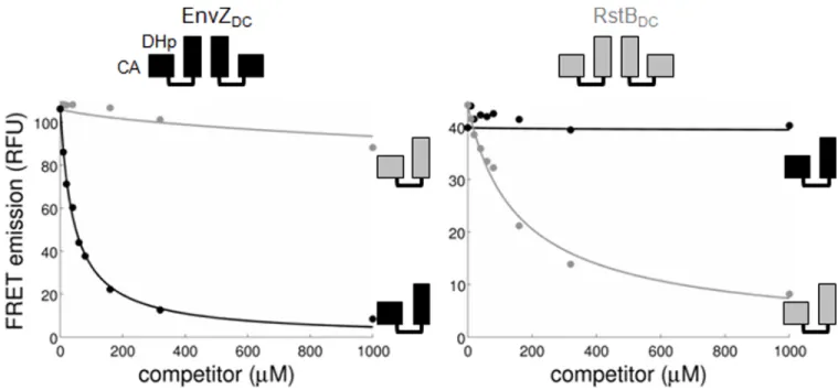 Figure 2. The DHp Domains of EnvZ and RstB Homodimerize