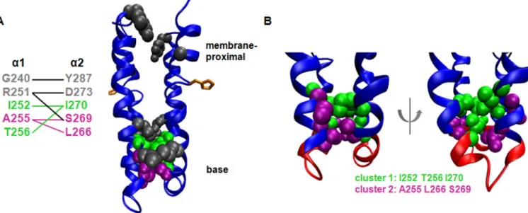 Figure 3. Covarying Pairs in the EnvZ Dimerization Interface
